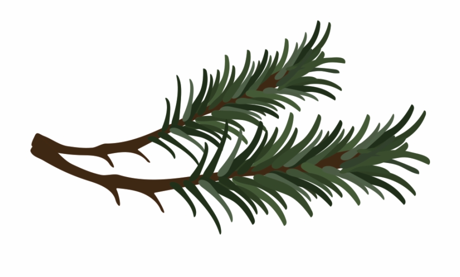 Branch Drawing Pine Needle Pine Needle Clipart
