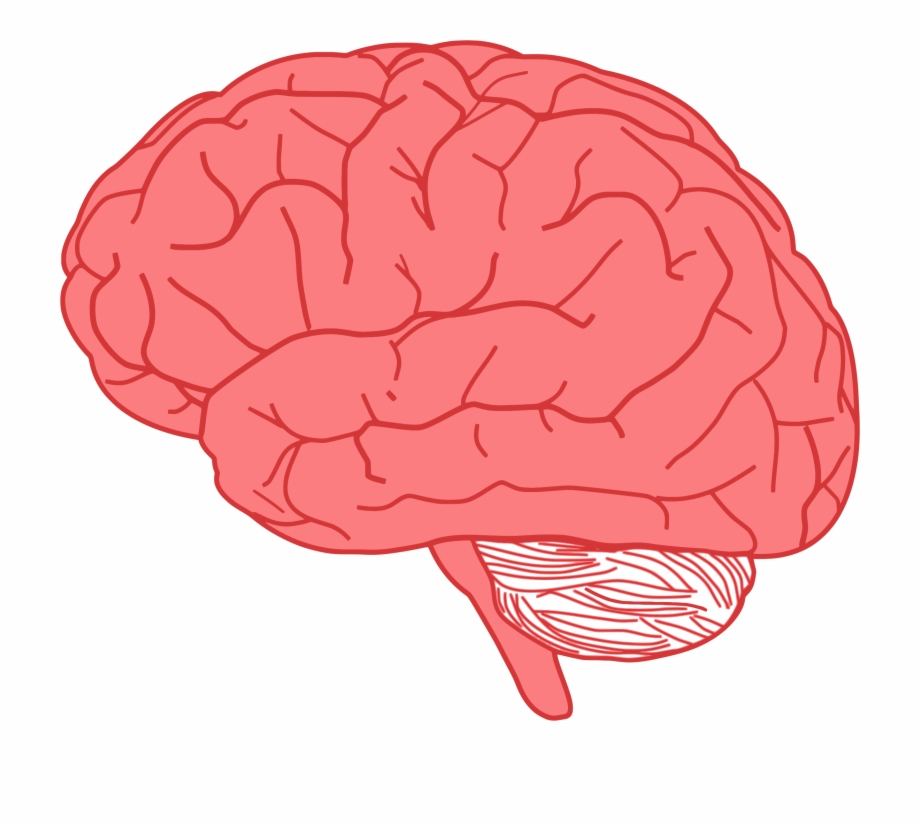 Brain Profile Optimized Big Image Png Brain