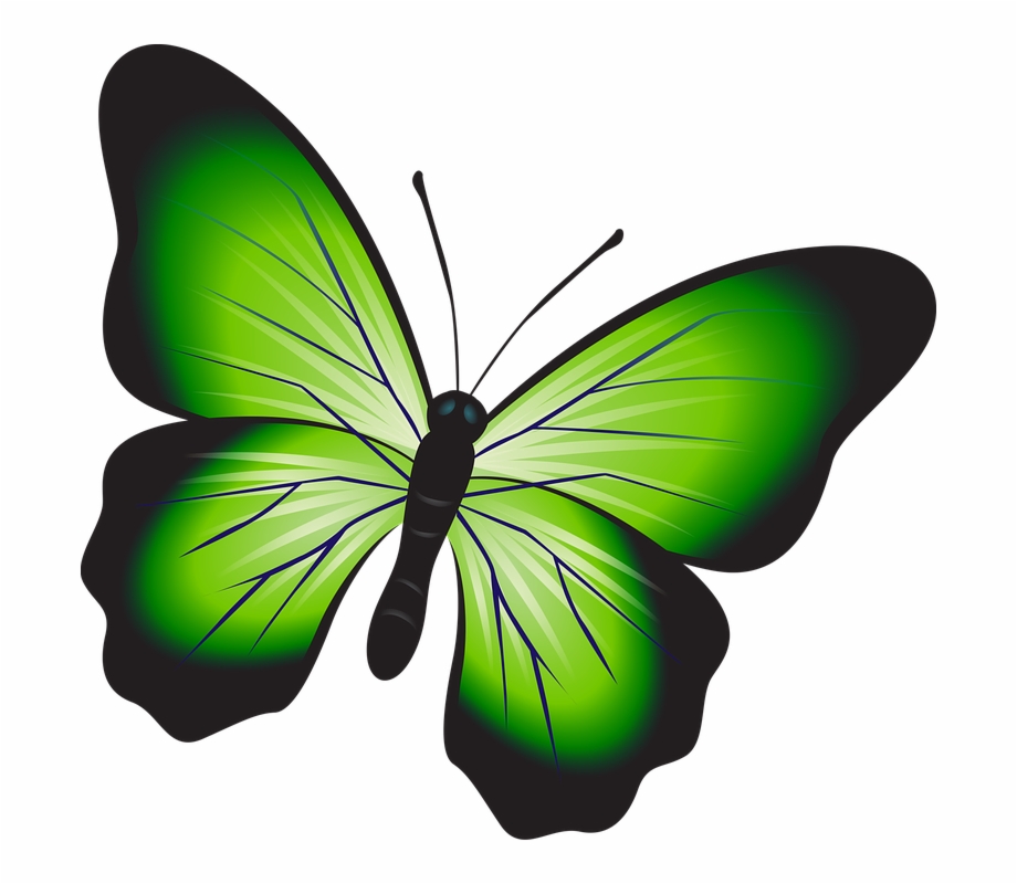 Butterfly Colorful Green Insect Decoration Decor Gambar Sketsa