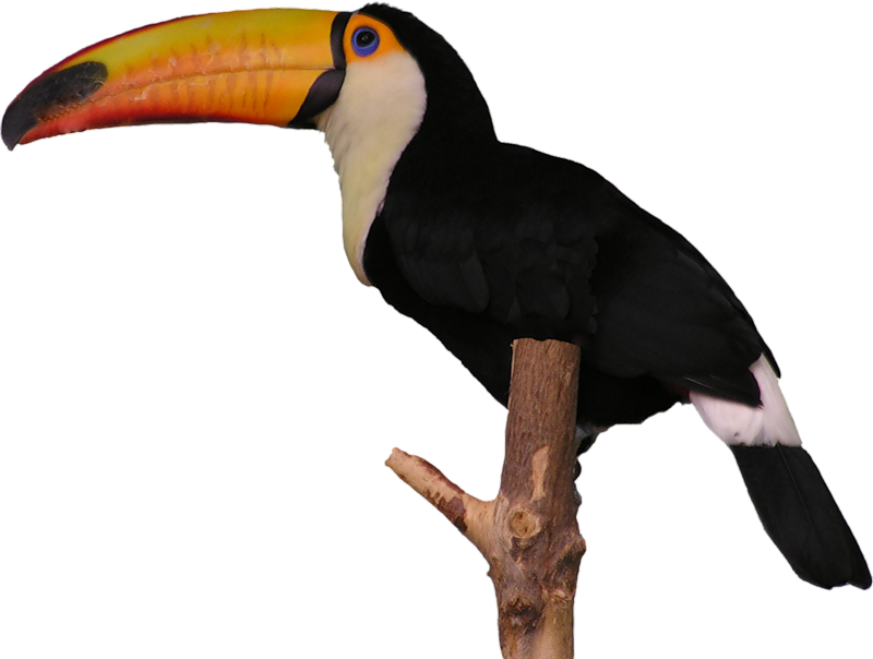 Aves Toucan