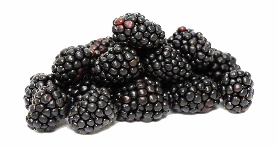 clip art fruit blackberry
