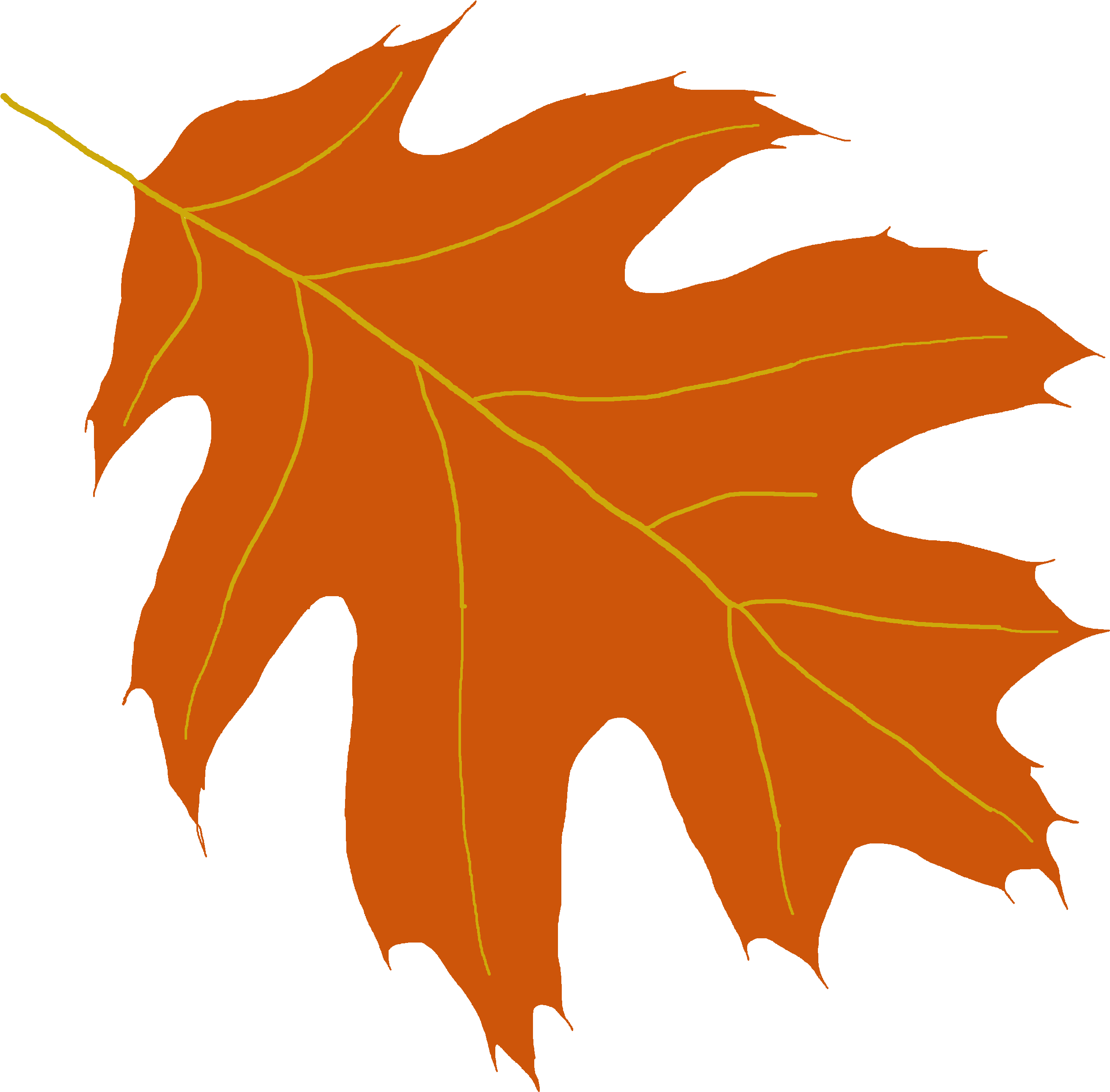 Clipart Leaf Oak Tree Maple Leaf