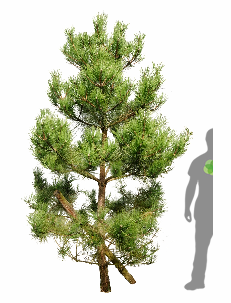 Tall Pine Tree Silhouette Png For Kids Skinny