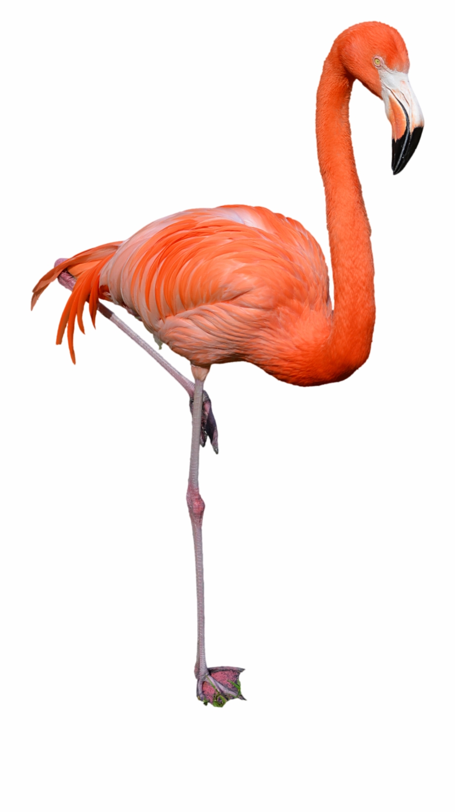Download Flamingo Png Clipart Flamingo Png