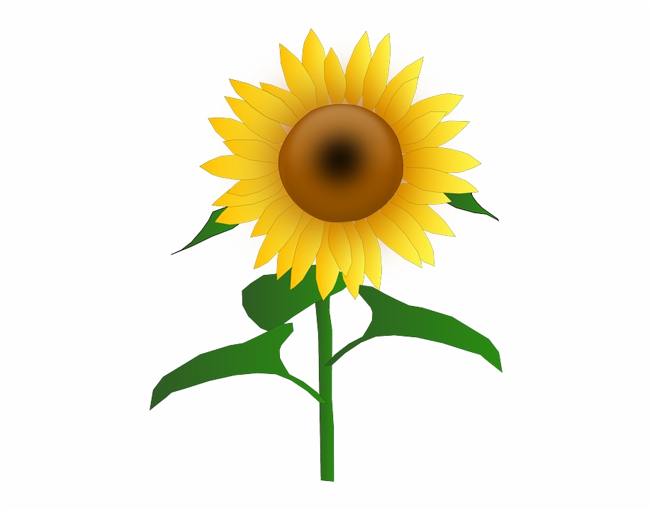 Sun Flower Cartoon Border Bloom Plant Sunflower Clip
