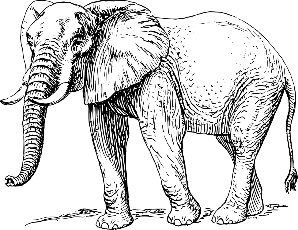 elephant line drawing
