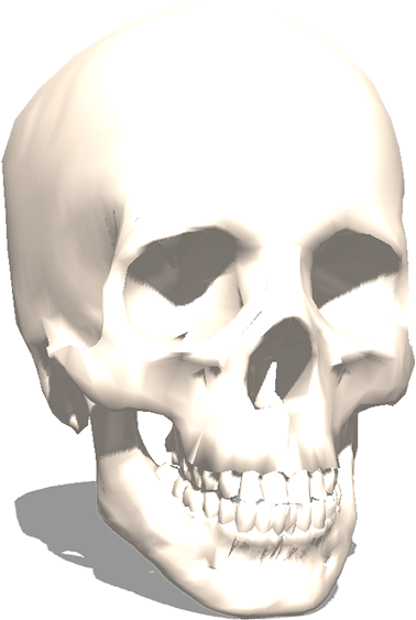 The 3D Skull From Archive3d 3D Printer Model