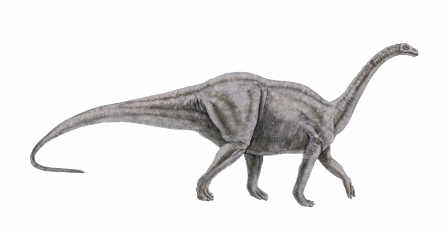 Dinosaur Brontosaurus I Think Melanorosaurus