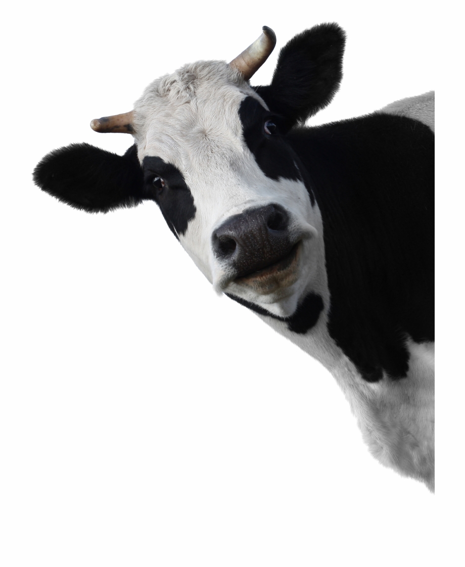 Image Cow Head White Background