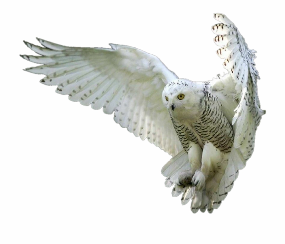 Owl Owls Whiteowl Hedwig Forest Fly Bird Birds