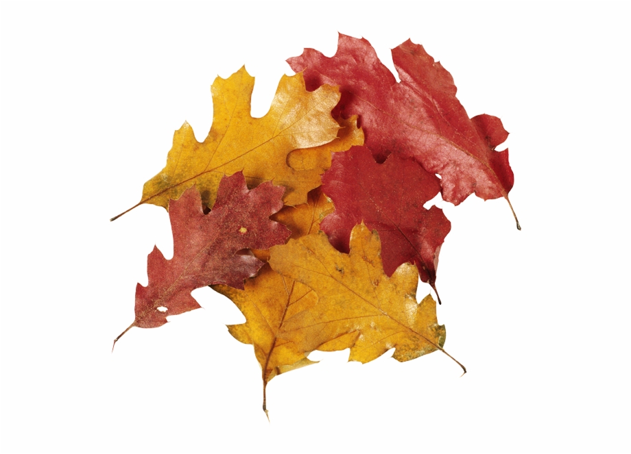 Fall Leaves Pile Png Download Png