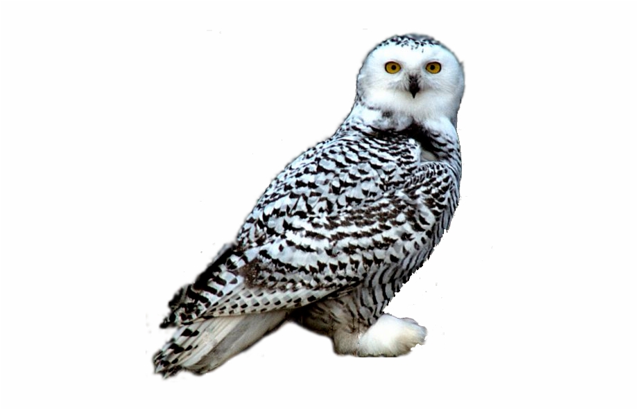 Thumb Image Snow Owl Owl Png