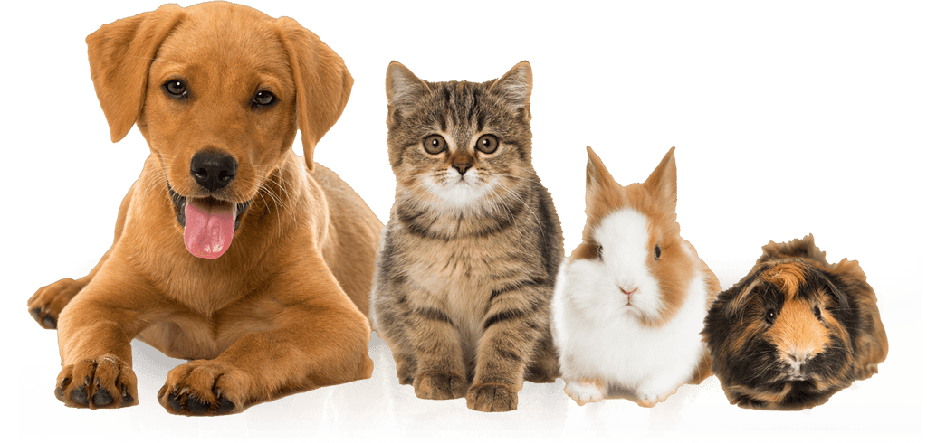 Pets Dog And Cat And Rabbit