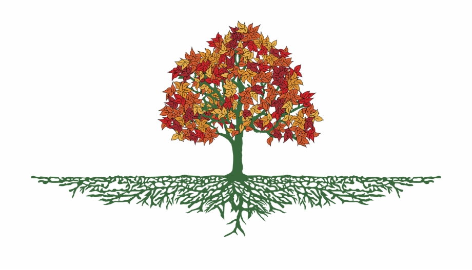 Tree With Roots Png Maple