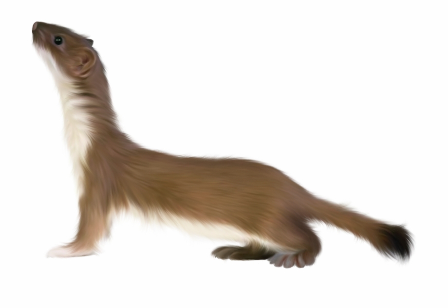 Ferret Png Small Animals Transparent Background