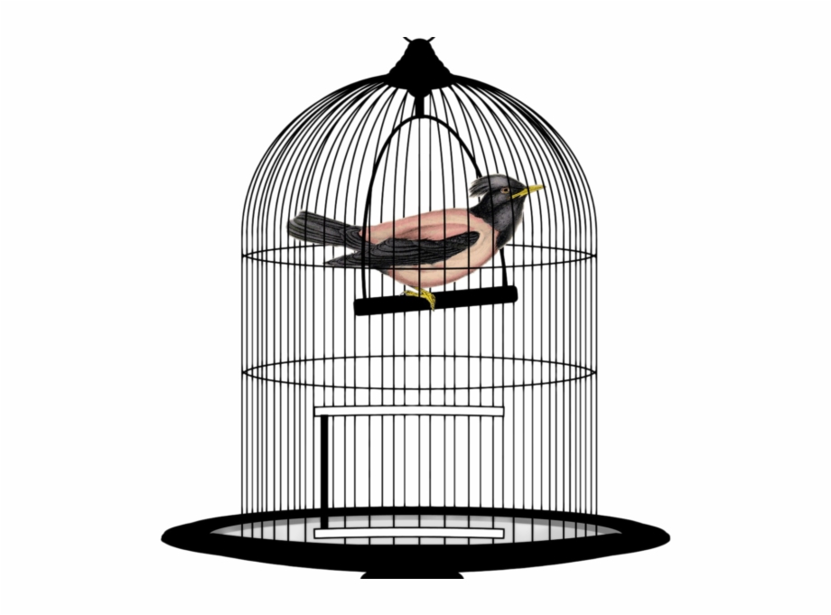 Bird Cage Png Transparent Image Bird In Cage