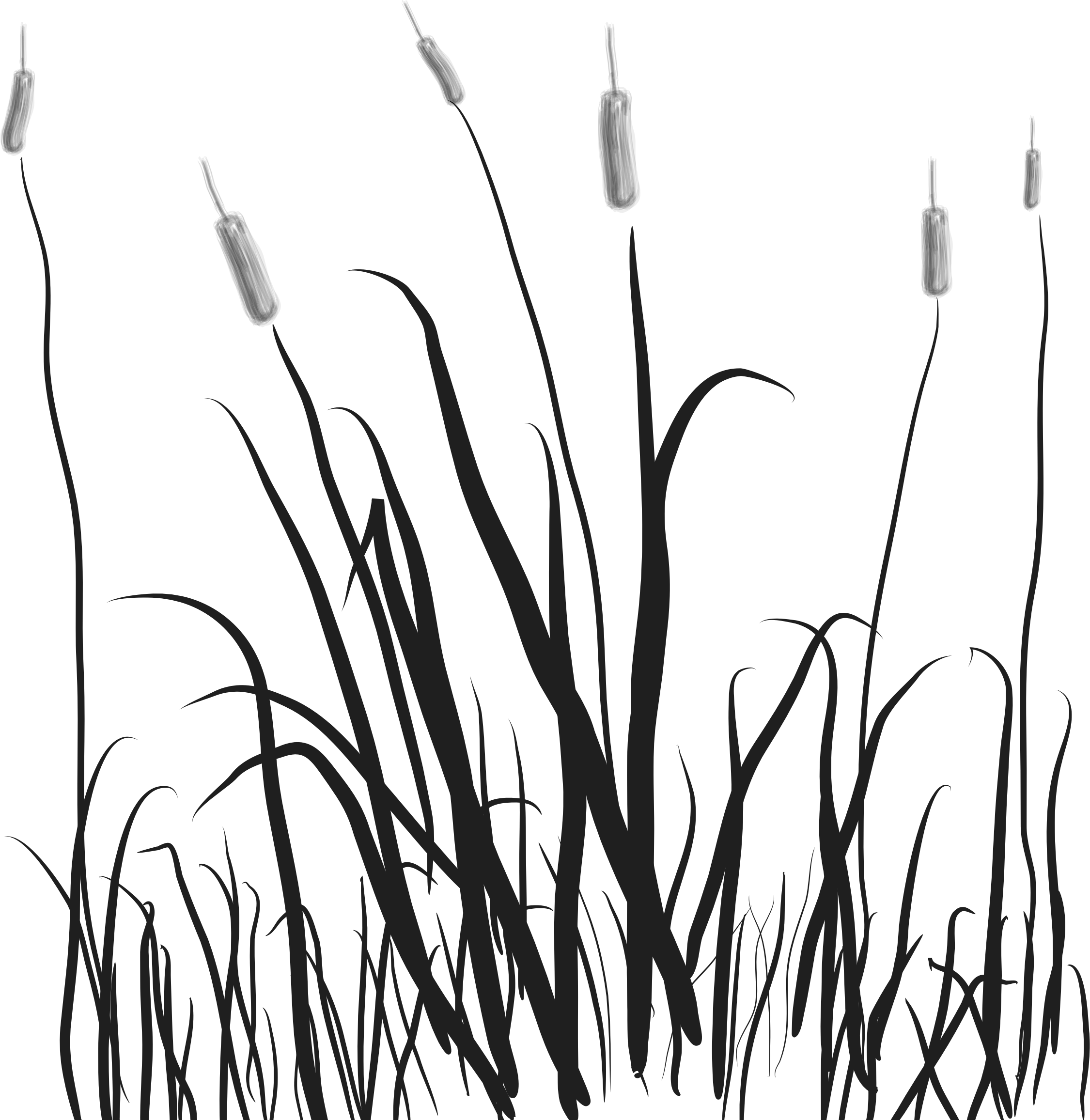 Cattails Png