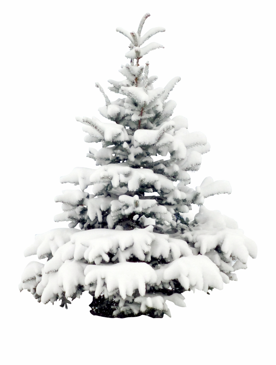snow pine tree png
