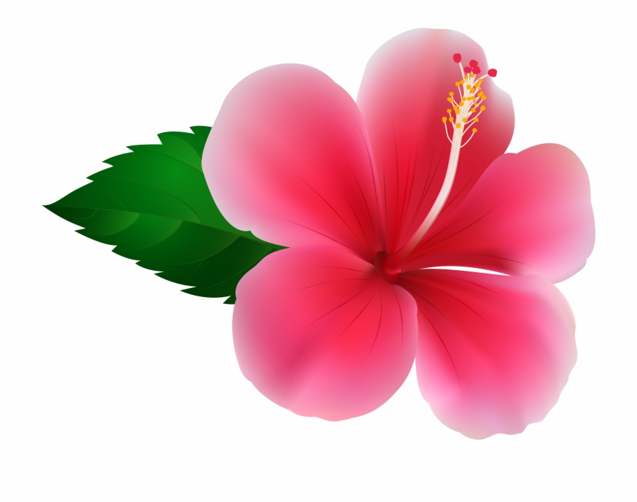 Hibiscus Png Clip Pink Hibiscus Clip Art