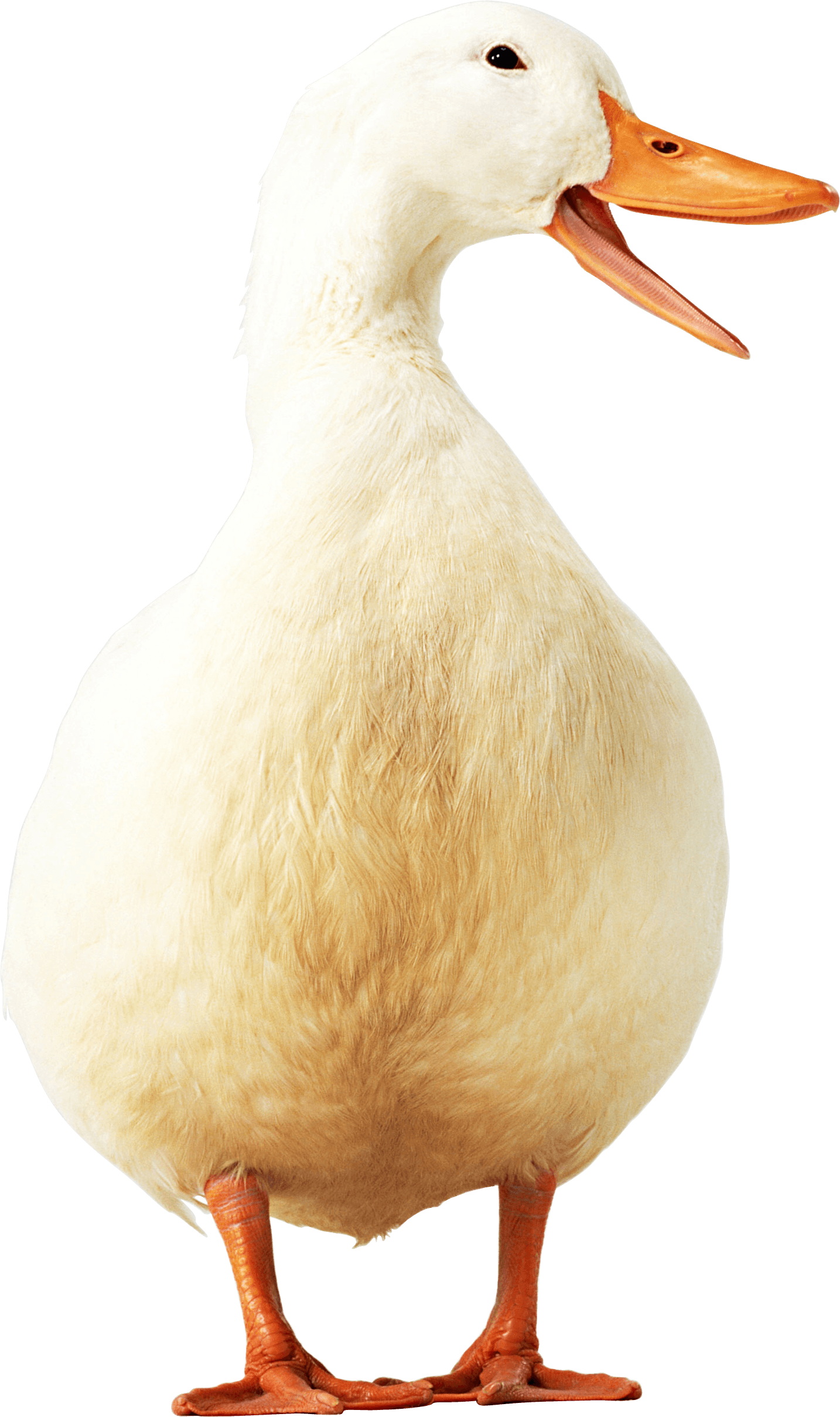 Yellow Duck Pato Domestico Png