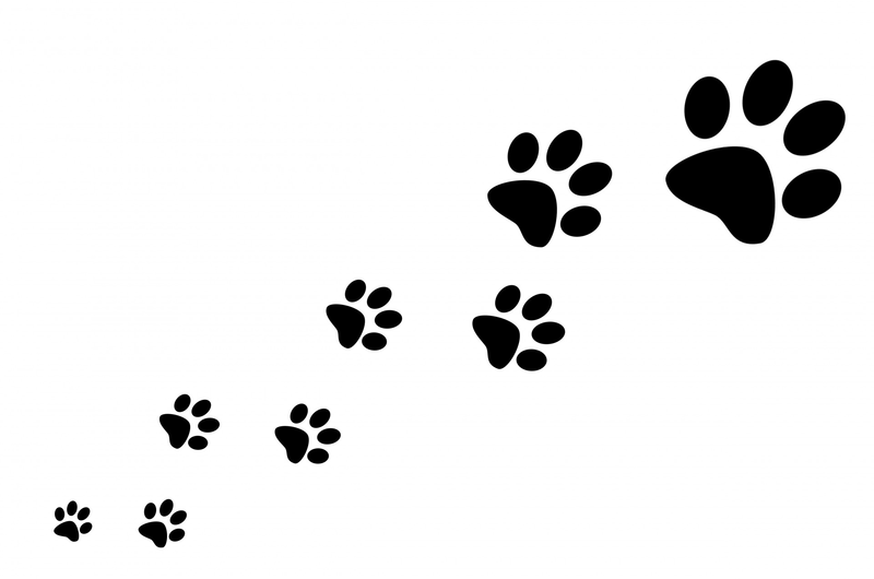 small dog paw prints
