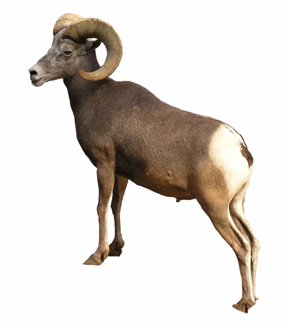 Corsican Ram Png Ram Animal Transparent Background