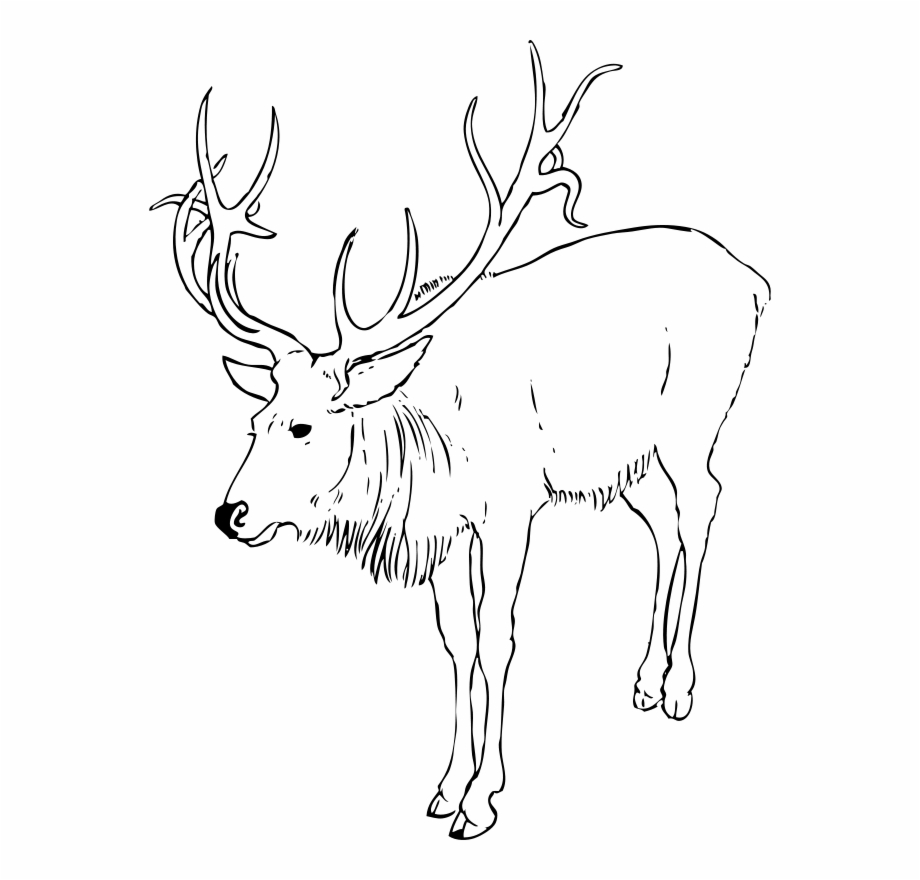 Free Clipart Reindeer Black And White Drawing