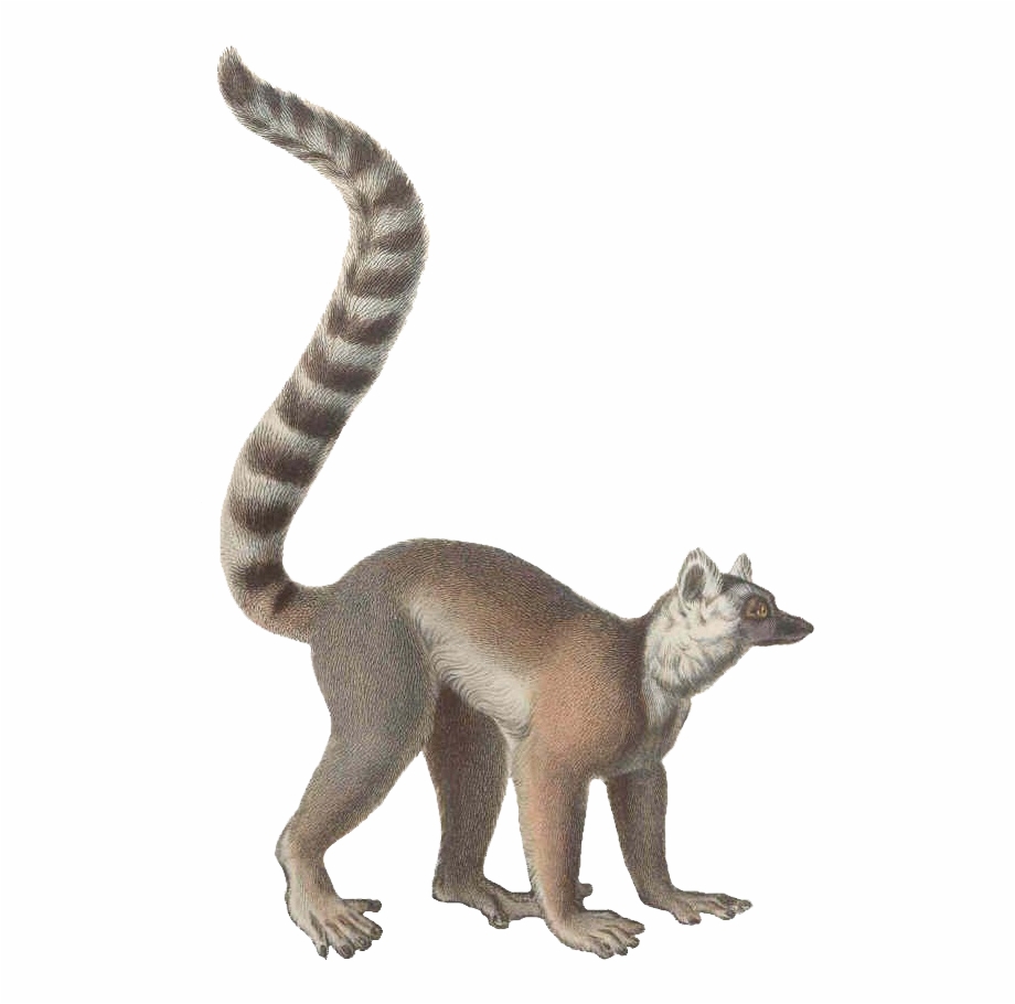 Ring Tailed Lemur Illustration