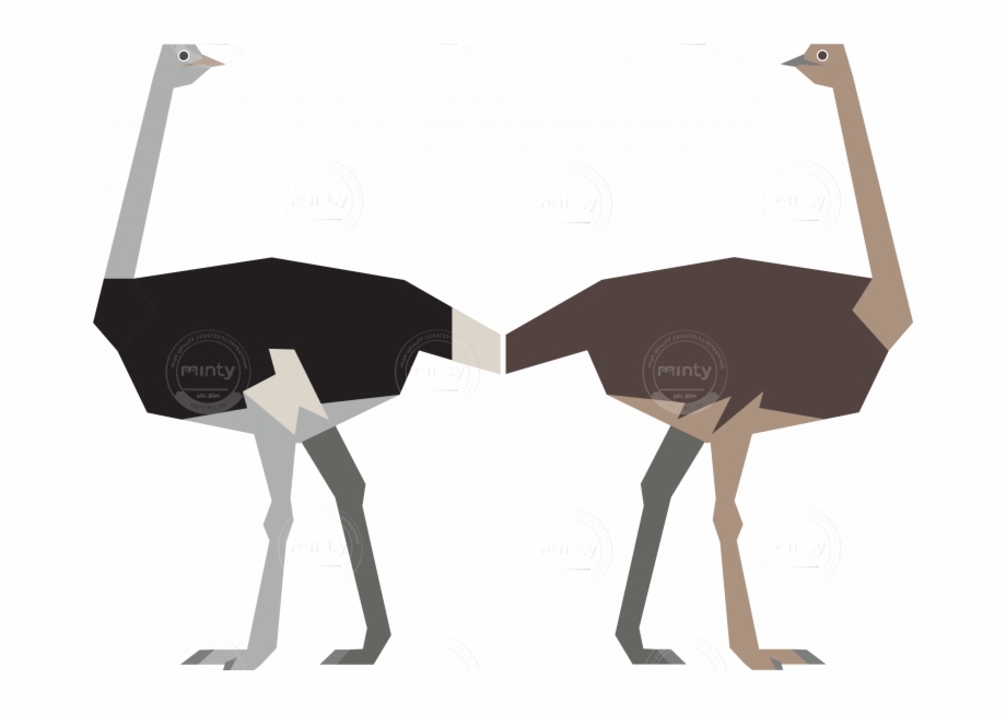 Male And Female Ostrich Png Ostrich Illustration