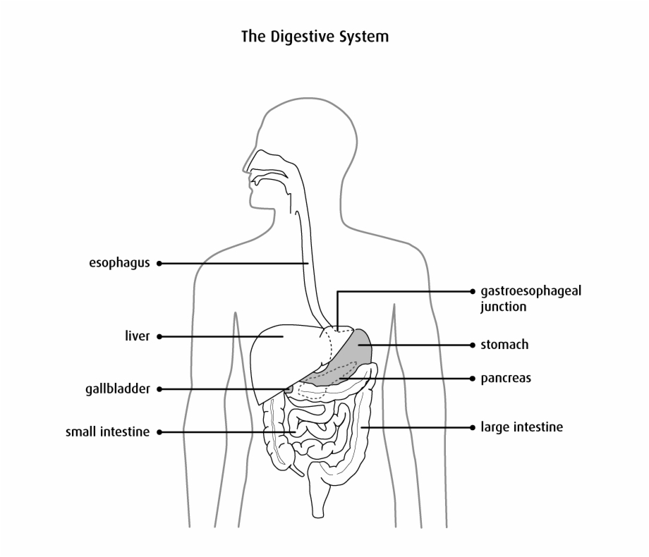 Diagram Of The Digestive System Sketch