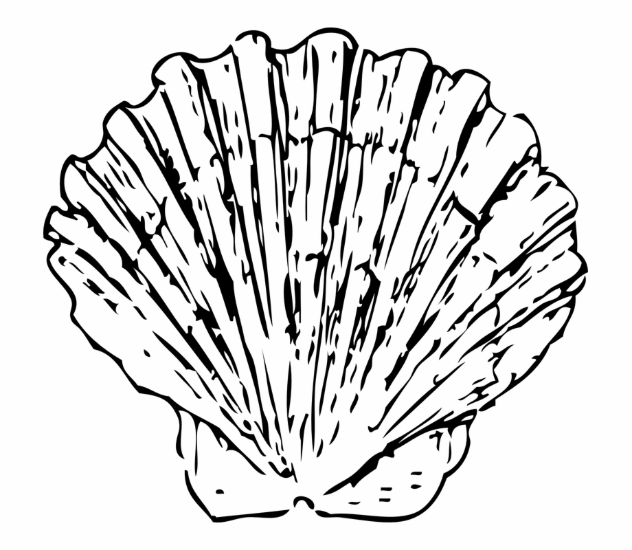 Red Seashell Clipart