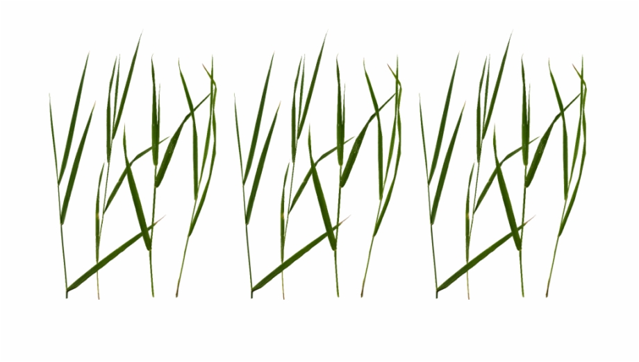 Grass Blades Png Free Grass Blade Texture