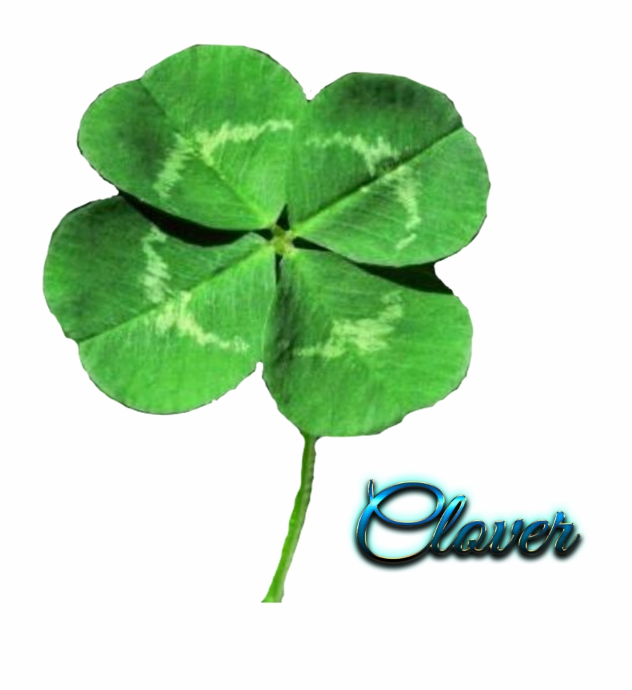 four leafed clover png
