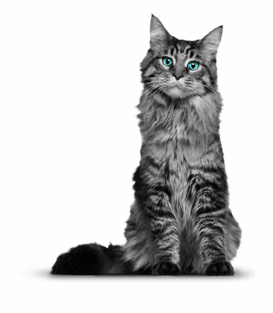 Cat Png Young Maine Coon Cat