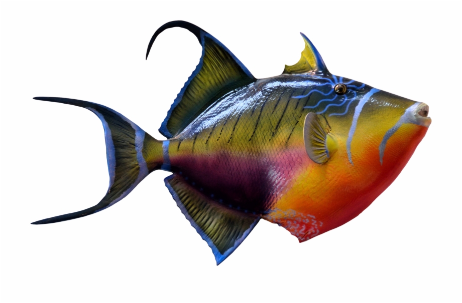Download Png Image Report Coral Reef Saltwater Fish