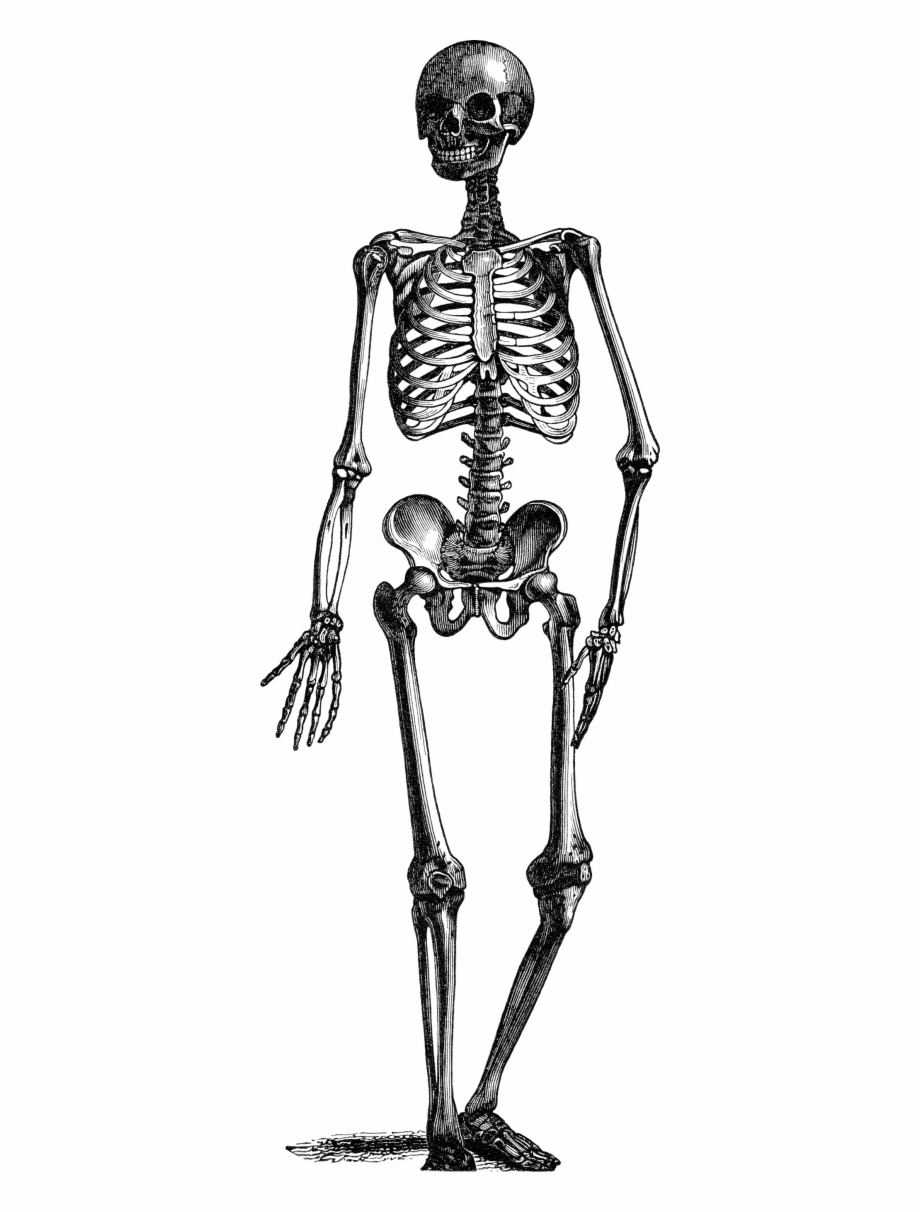 Skeleton Png Download Png Image With Transparent Background
