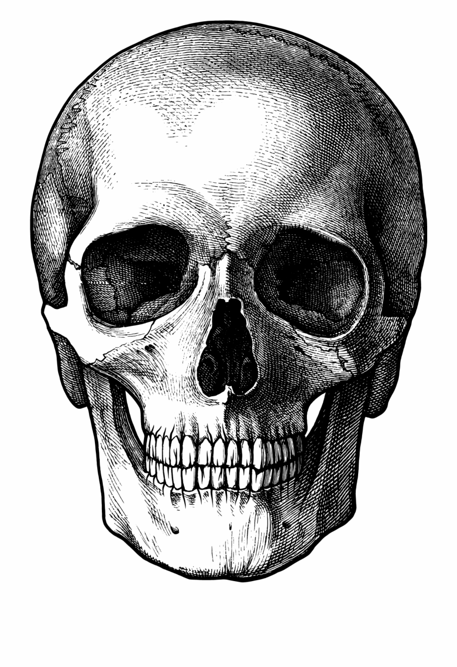 Skull Transparent Png