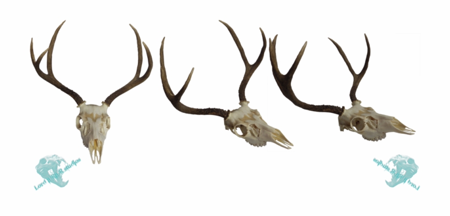 Mule Skull Stock Deer Skull With Antlers Transparent