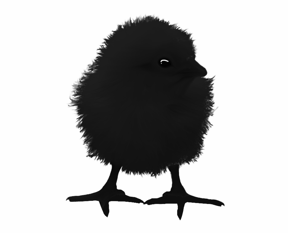 Raven Chick Illustration