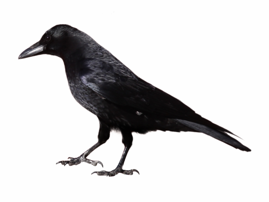 Crow Clipart Black And White
