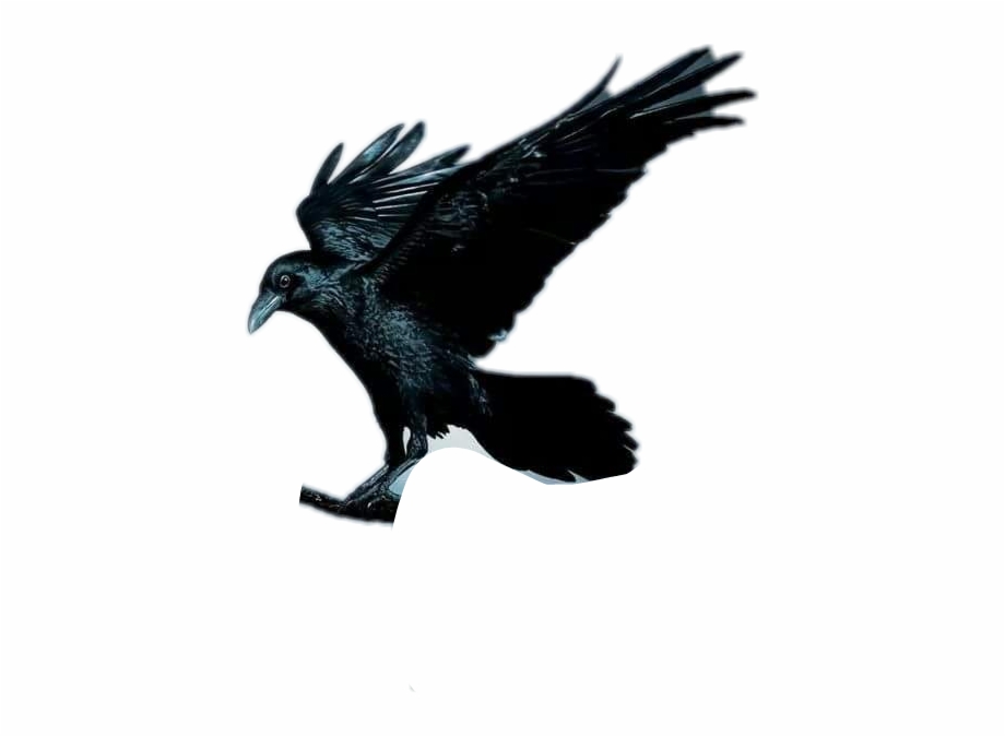 Raven Sticker Raven