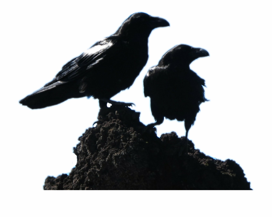 Raven Sticker 2 Black Crows