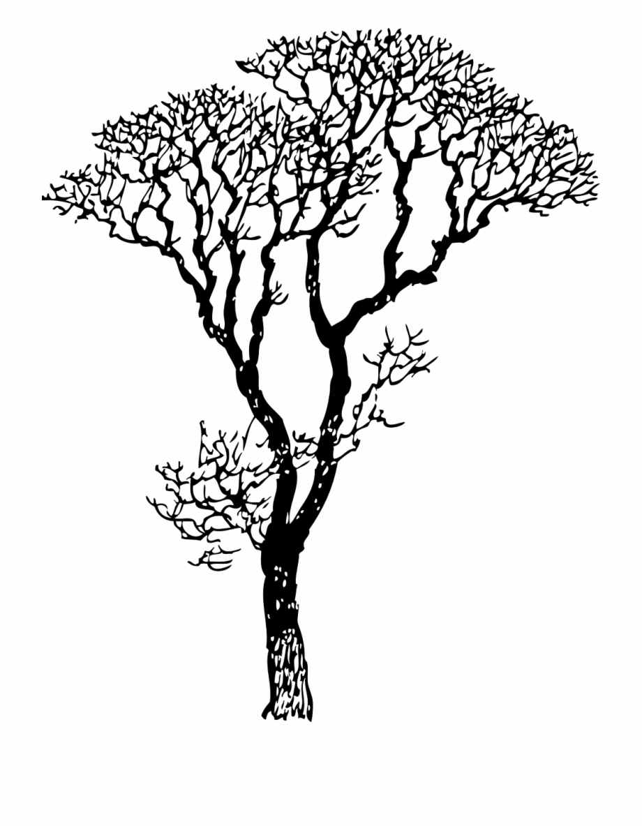 Black And White Tree Drawing