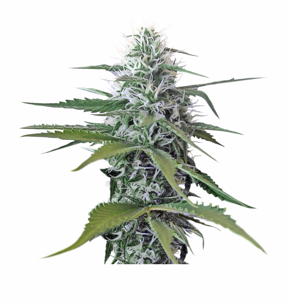 Weed Transparent Png Weed Plant Transparent Background