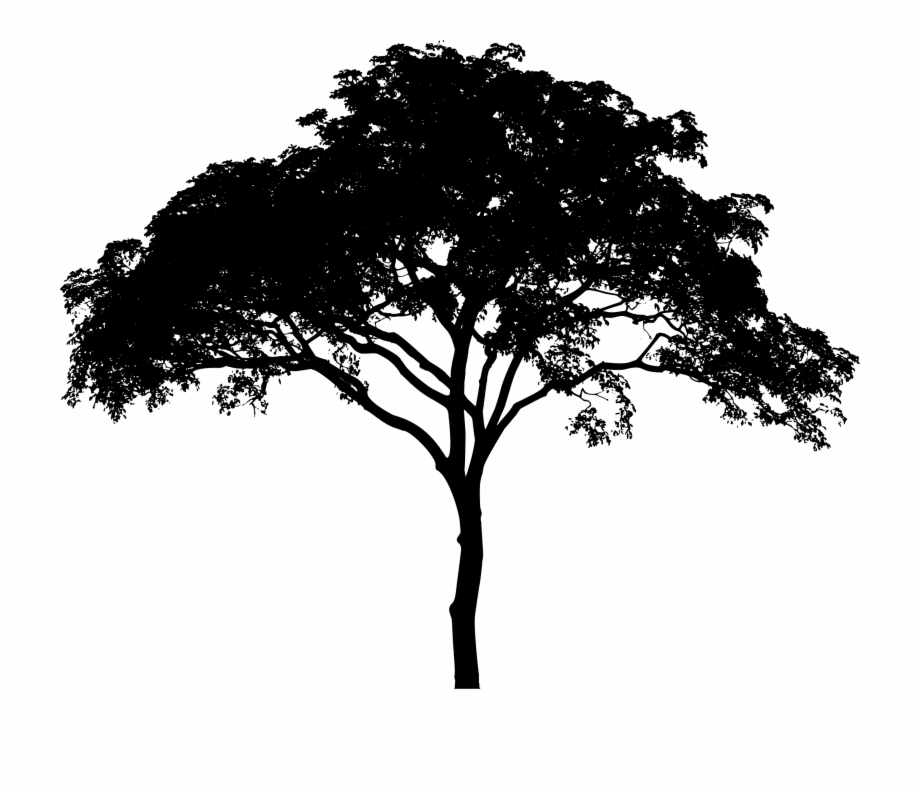 Transparent Tree Silhouette