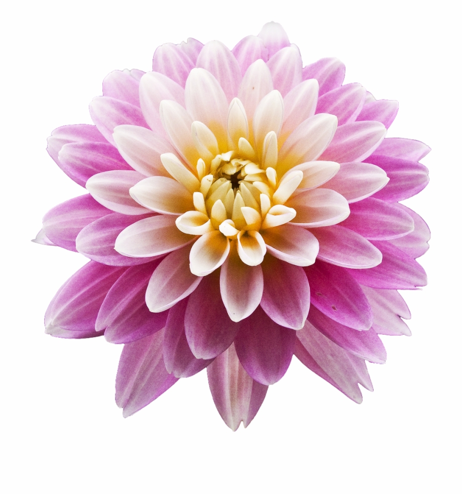 Download Dahlia Png Photos Pretty Pic Clear Background