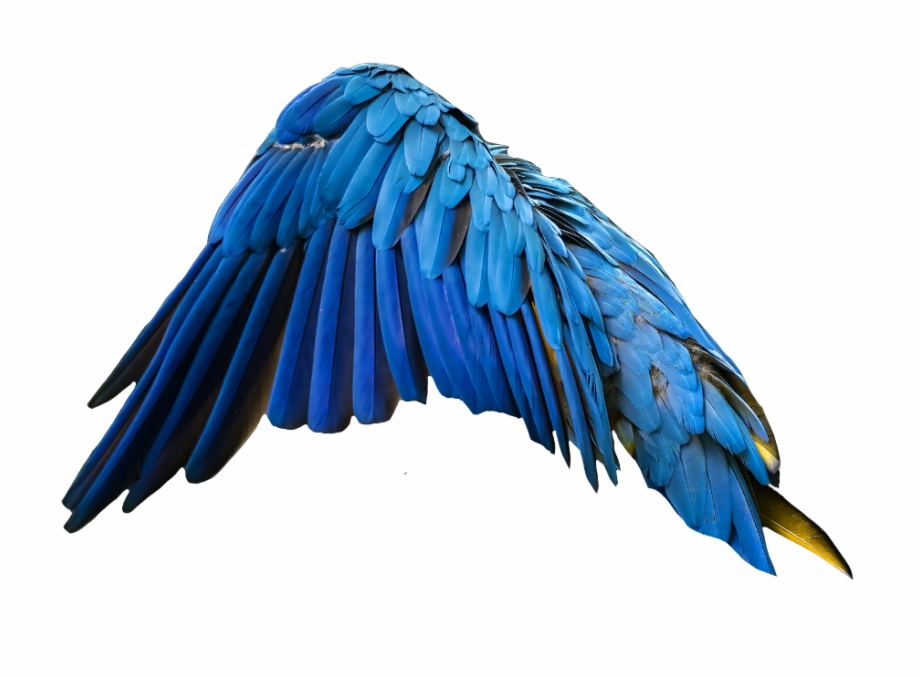 Blue Wing Wingsofanangel Wings Feathers Macaw