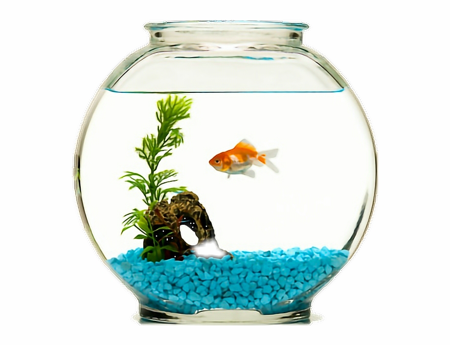 Fish Goldfish Fishbowl Aquario Com Pedras Azuis