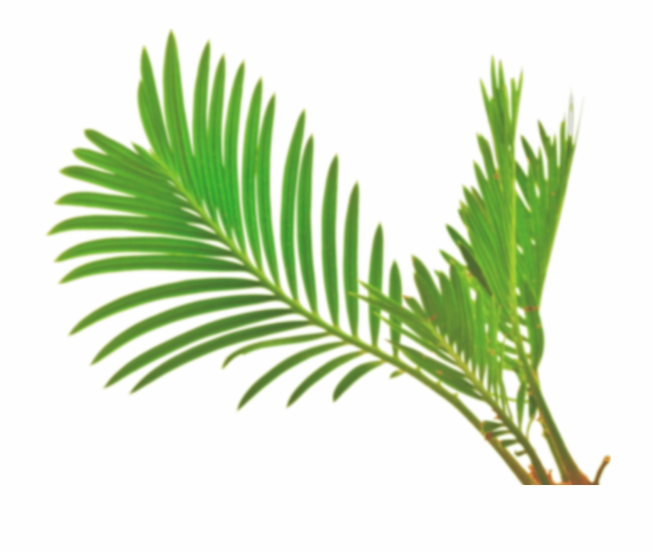 Palm Leaf Vector Png Portable Network Graphics
