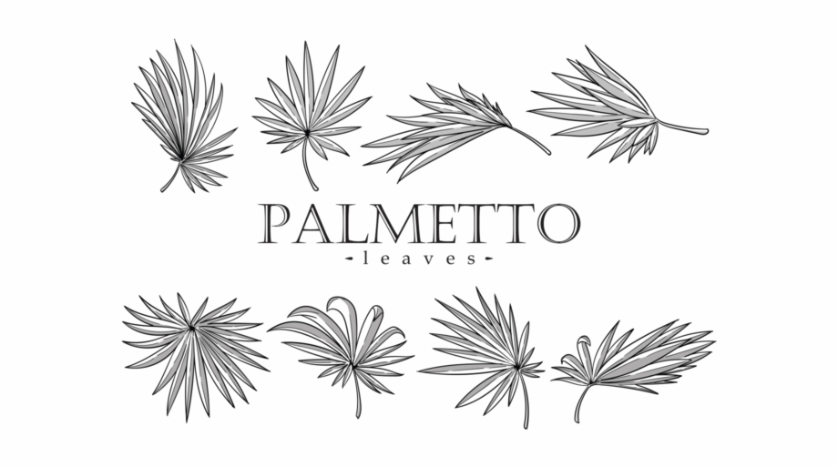 Palmetto Leaves Vector Palmetto Leaf